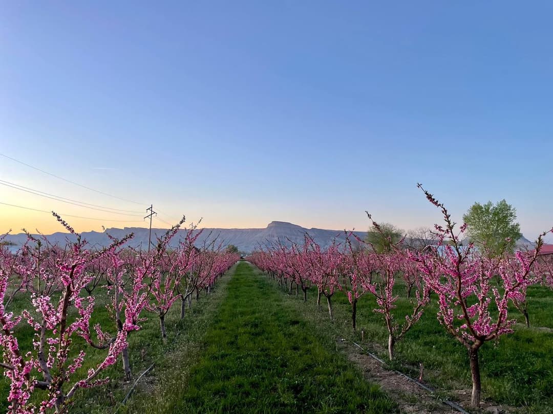 Mesa Park and Davis Family Farms